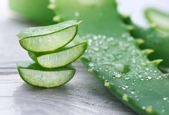 Aloe vera