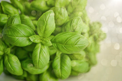 Chlorophylle